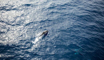 Naklejka premium Wild nature background - dolphin jumping out of the water in front of a sailing ship in the Adriatic sea. 
