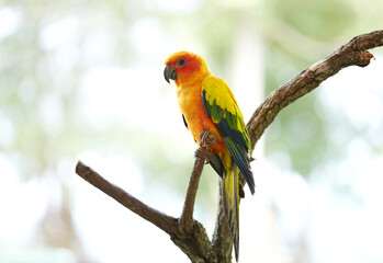 Closeup of parrot on tree branch