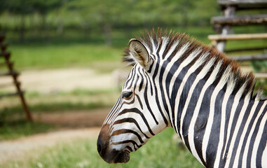 Fototapeta na wymiar Close-up of zebra in the grass outdoors