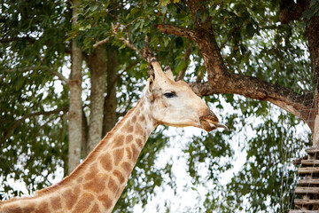 Close-up of a giraffe in the grass outdoors