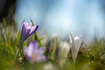 Crocus