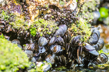 Glued sea shells on the rocks