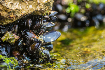 Glued sea shells on the rocks