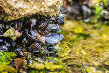 Glued sea shells on the rocks