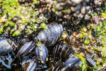 Glued sea shells on the rocks