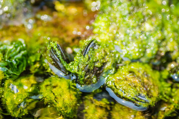Glued sea shells on the rocks