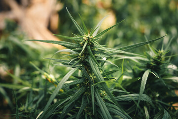 Cannabis sativa plant growing outdoors