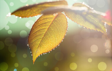 rose leaves with dew drops closeup