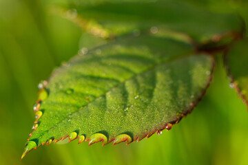 green rose leaves with dew drops closeup