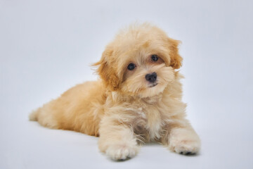 Maltese lapdog and poodle puppy. A new breed of miniature dogs.