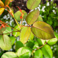 green rose leaves with dew drops closeup