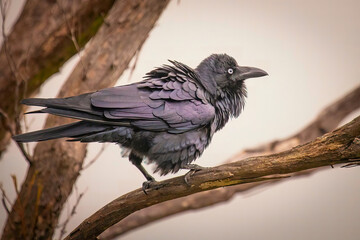 A young Australian Raven sitting in a tree in Sydney, Australia.