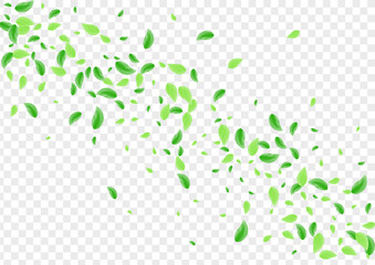 Green Sheet Background Transparent Vector. Vegetation Element Design. Sprout Card. Greenish Flora Texture. Leaf Shape.