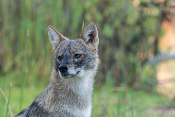Black-backed jackal portrait