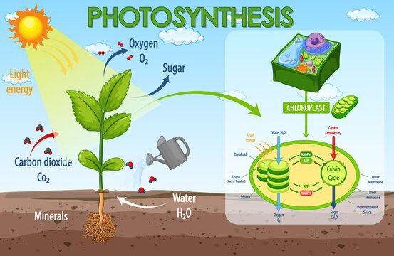 58 070 Best Photosynthesis Images Stock Photos Vectors Adobe Stock