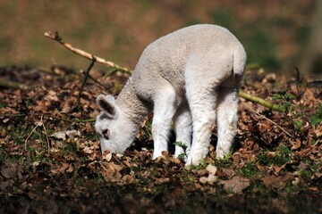 lamb in spring.