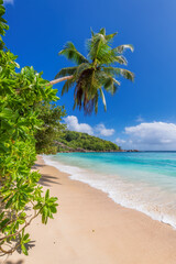 Tropical sandy beach with palm trees 