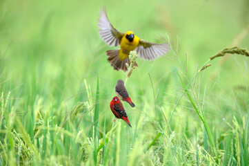 yellow and red birds in the rice field