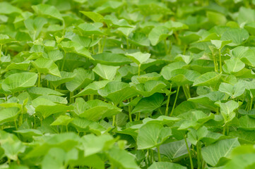 Closeup morning glory on the farm (water spinach)