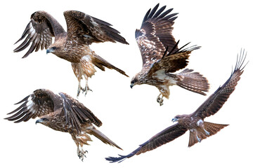 Black kite flying isolated on white background