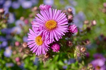 Obraz premium Astra flowers are a perennial, beautiful, unpretentious plant for your garden. 