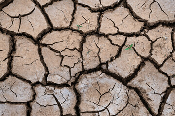 A few small green shoots on the heavily cracked ground.