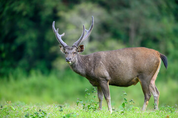 Naklejka na ściany i meble Closeup Sambar Deer in the meadow