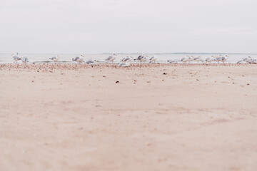 Beach Birds Sea