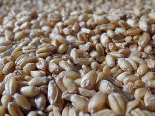 close up of dry wheat