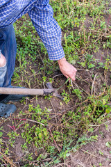 Farmer digs young yellow potatoes, garden harvesting