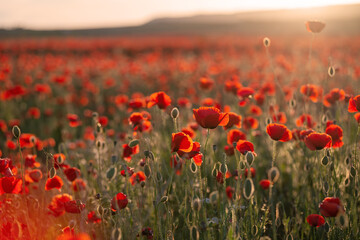 Fototapeta na wymiar A red poppy field at sunset with selective focus and blurred background.
