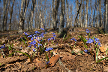 Blooming Siberian Squill (Scilla siberica) in the early spring forest on last year's foliage with selective focus and bokeh background.