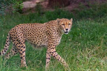 staring cheetah in the zoo