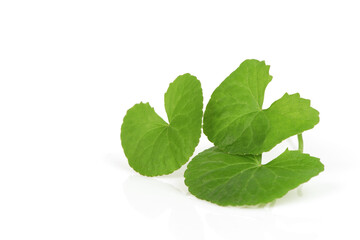 Gotu kola or Centella asiatica green leaves isolated on white background. - obrazy, fototapety, plakaty