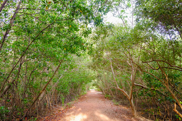 Lateritic soil walkway in the mangrove forest