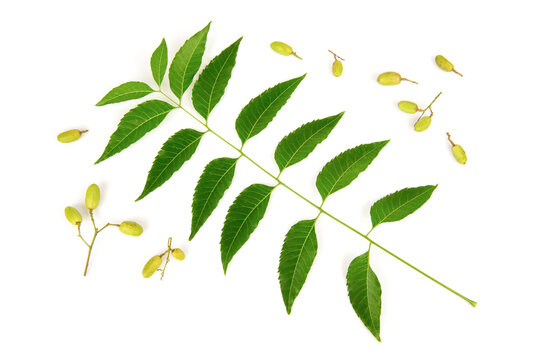 Neem or Azadirachta indica green leaves and fruits isolated on white background.