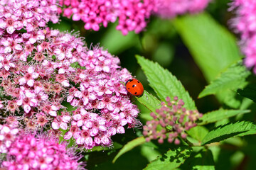 Beautiful macrophotography of red with black dots ladybug sitting on a flower of japanese meadowsweet or korean spiraea.