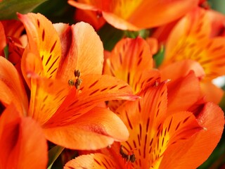 Close-up orange alstroemeria flowers. Orange flowers background. Nature orange texture. Floristry. Autumn concept. Selective focus, blurred background