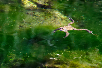 laghetto sant'agostino, qaurona