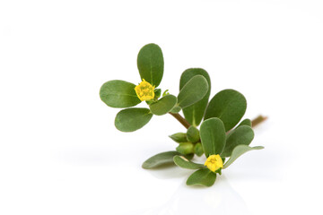 Purslane flowers and green leaves isolated on white background.