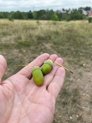 A green acorn of an oak on a man's hand. Summer day.