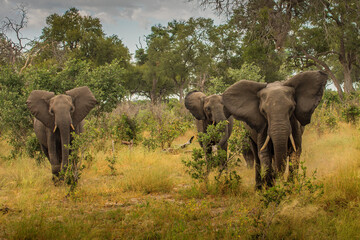 Clsoe up of African Bush Elephants walking on the road in wildlife reserve. Maasai Mara, Kenya, Africa.