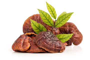 Reishi or lingzhi Mushroom isolated on white background.