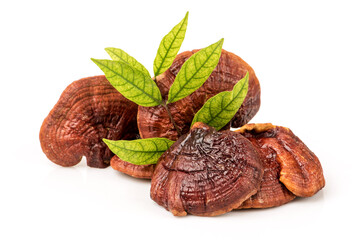 Reishi or lingzhi Mushroom isolated on white background.