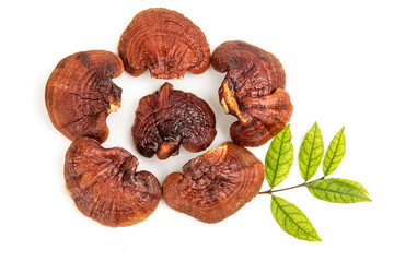 Reishi or lingzhi Mushroom isolated on white background. top view,flat lay.