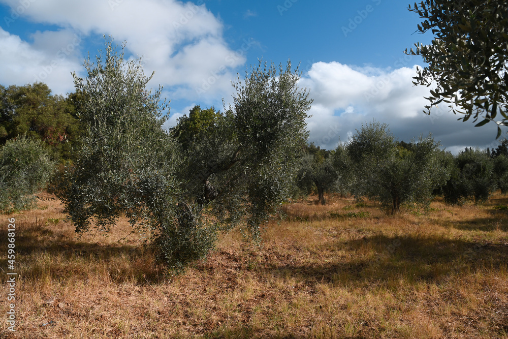 Poster ulivi toscana