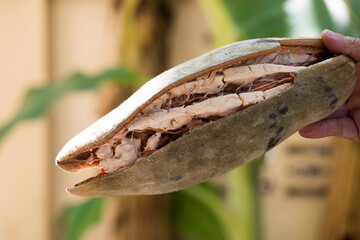 Dried baobab fruit on nature background.