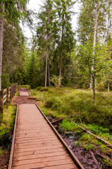 étang de la gruère, la gruère, See, Moorsee, Moor, Holzsteg, Hochmoor, Wanderweg, Spazierweg, Wald, Waldweg, Wasserpflanzen, Torfmoos, Jura, Naturschutz, Sommer, Herbst, Herbstfarben, Schweiz