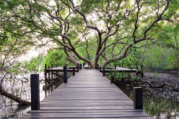 Fototapeta na wymiar Wood bridge in mangrove forest