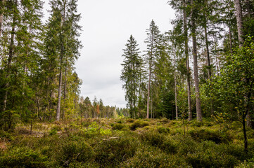 étang de la gruère, la gruère, See, Moorsee, Moor, Weiher, Hochmoor, Wanderweg, Spazierweg, Wald, Waldweg, Wasserpflanzen, Torfmoos, Jura, Naturschutz, Sommer, Herbst, Herbstfarben, Schweiz